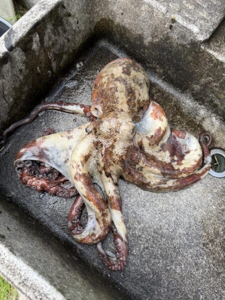マダコ釣り