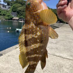 日本海アコウ