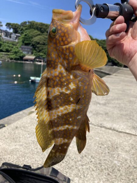 日本海アコウ