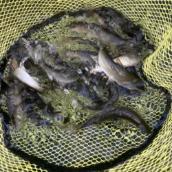 県北アユイング〜3日連続〜