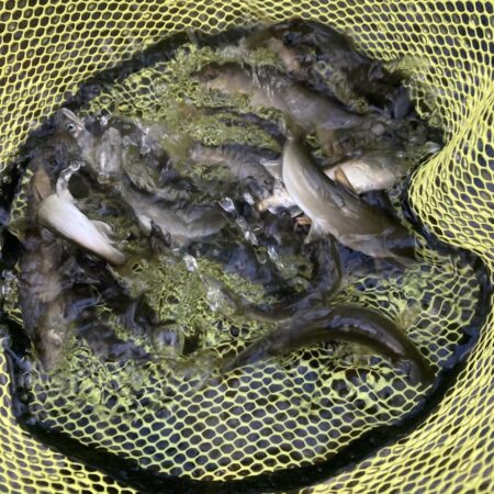 県北アユイング〜3日連続〜