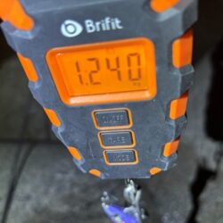 春アオリイカは釣れないと思っていたがこんなに釣れるとは！