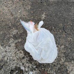 清掃活動：豆サバ大量発生中