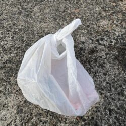 清掃活動：小サバ多め