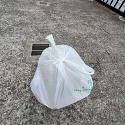 清掃活動：小サバだらけ