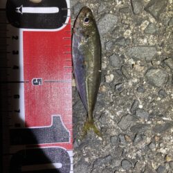 大サバ狙いが豆あじに