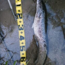 高山ダムにて大物釣り！