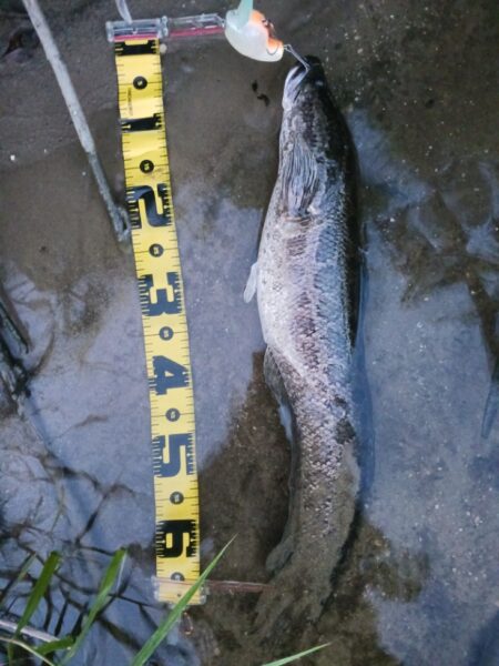 高山ダムにて大物釣り！