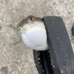 大サバ狙いが豆あじに