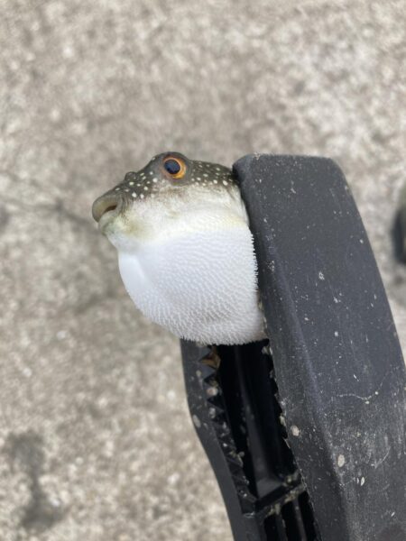 大サバ狙いが豆あじに