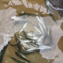 豆サバ大量発生中