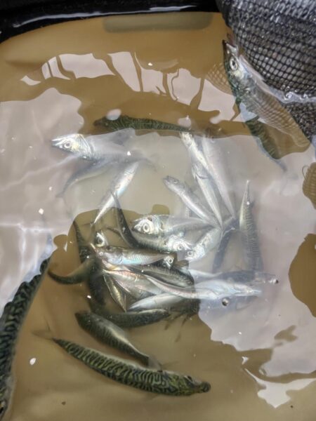 豆サバ大量発生中