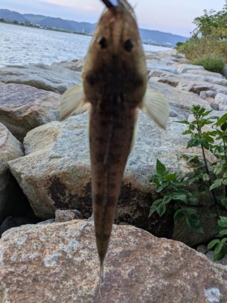 マゴチ