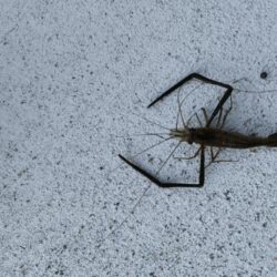 テナガエビ✕夜釣り