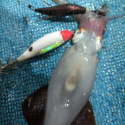 イカメタルで数釣り