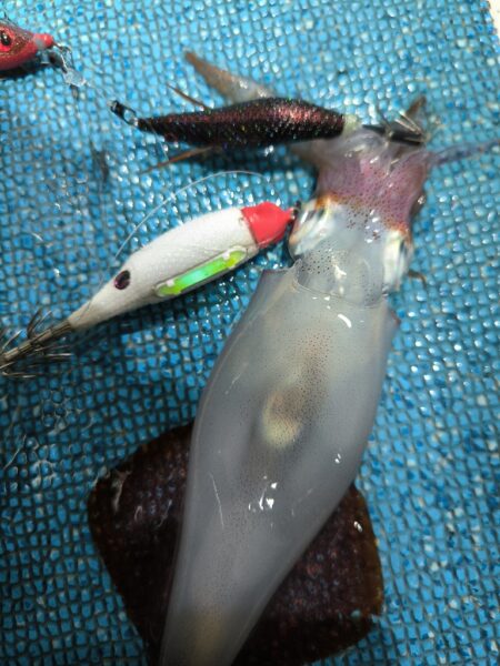 イカメタルで数釣り
