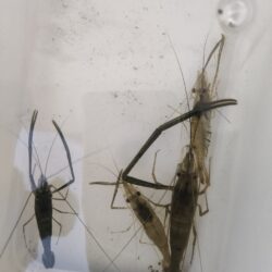 外来生物かわしてテナガエビ