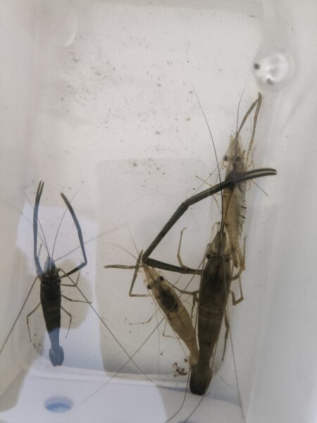 外来生物かわしてテナガエビ
