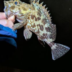 ボトム狙い
