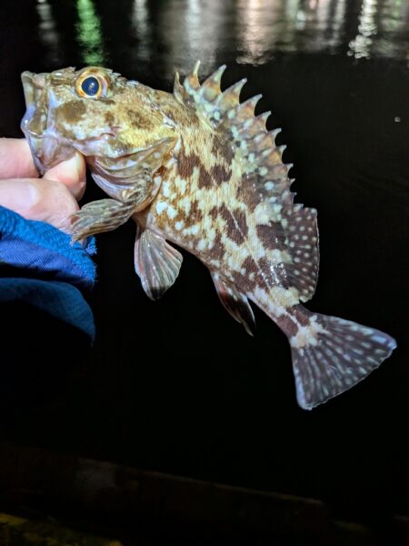 ボトム狙い