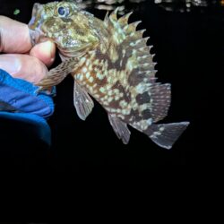 根魚