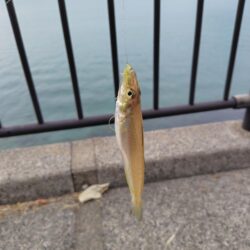 ちょい投げキス釣り