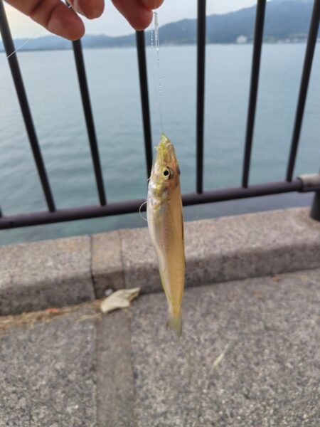 ちょい投げキス釣り