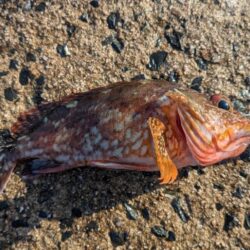 暗い時間は不発も作戦変更が的中。泳がせとジグで根魚をキャッチ。