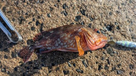 暗い時間は不発も作戦変更が的中。泳がせとジグで根魚をキャッチ。