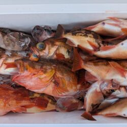 念願の沖メバル