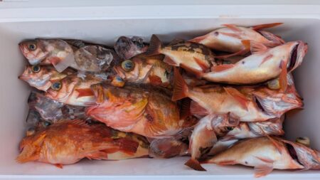 念願の沖メバル