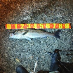 キス釣りからランカーシーバス降臨