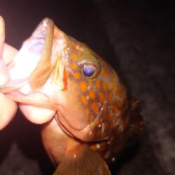 電気ウキ釣り 16
