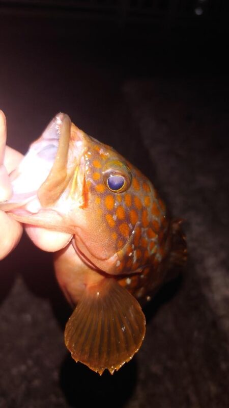 電気ウキ釣り 16