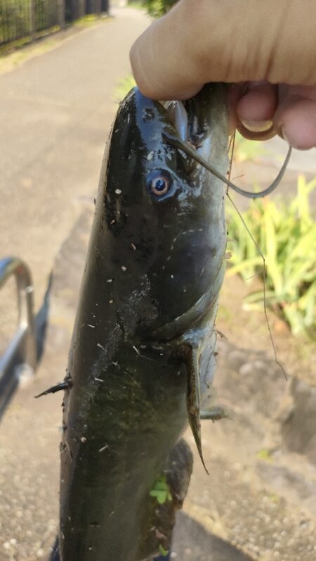 鯰