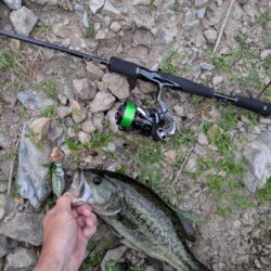 朝活釣行は激熱のボイル
