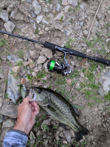 朝活釣行は激熱のボイル