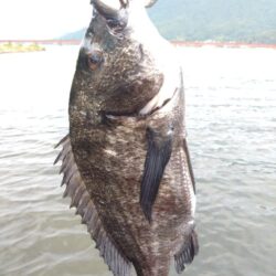 チニング絶好調