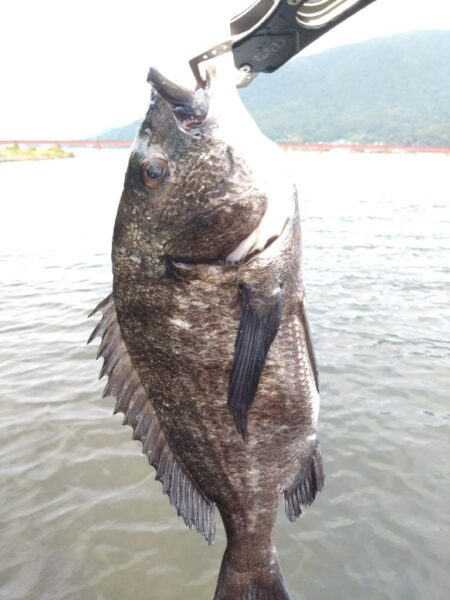 チニング絶好調