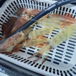 シロイカ釣り
