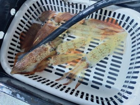 シロイカ釣り