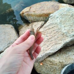 テナガエビ釣り