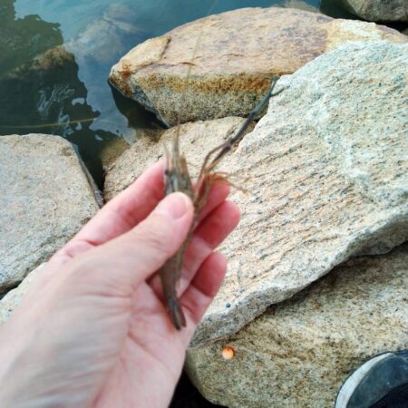 テナガエビ釣り