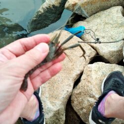 テナガエビ釣り