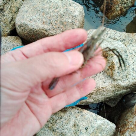 エビ釣り