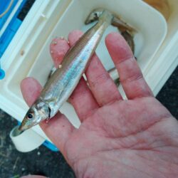 シロギス