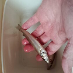 シロギス釣り