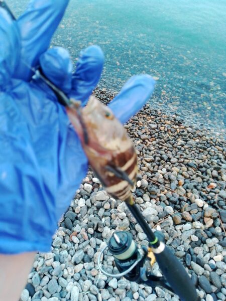 ピンキス釣り