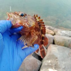 ガシラ釣り
