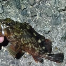 チヌ